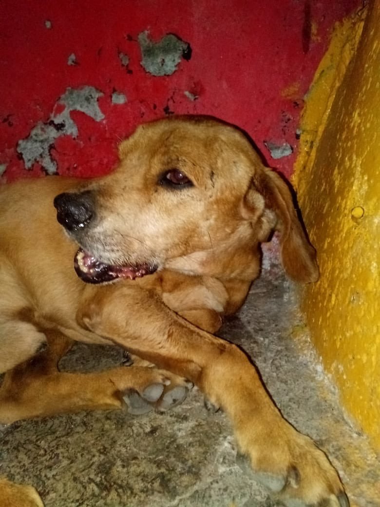 perro lastimado mandibula cohete naucalpan