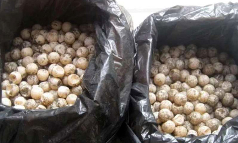 Regidor del PRI transportaba ilegalmente casi 5000 huevos de tortuga. Fueron asegurados